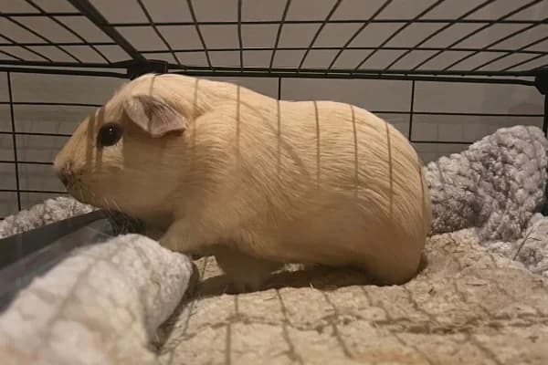 Benny, male young Mixed Breed for adoption at Hounslow Animal Welfare Society