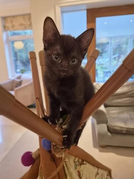 Mandeville kittens, female puppy Mixed Breed for adoption at Hounslow Animal Welfare Society