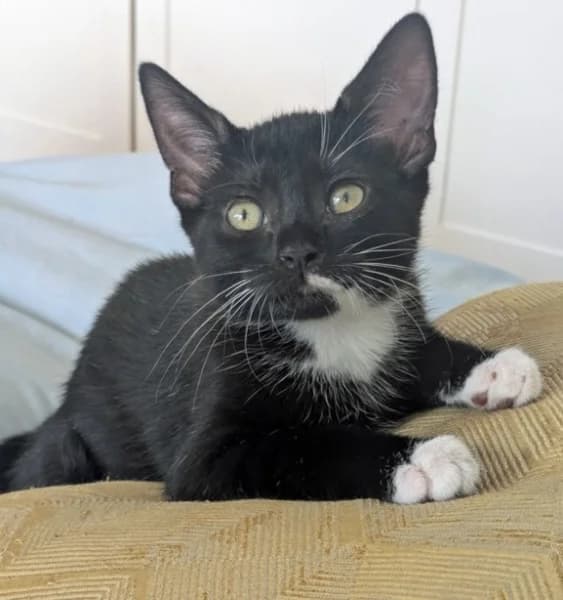 Tilly, female puppy Mixed Breed for adoption at Hounslow Animal Welfare Society