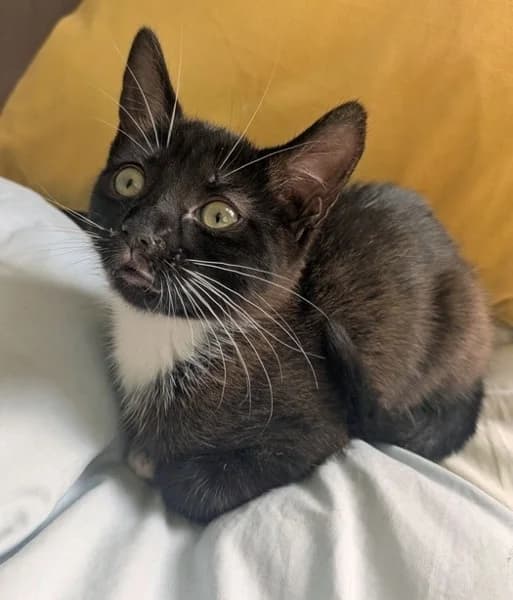 Maple, female Mixed Breed for adoption at Hounslow Animal Welfare Society