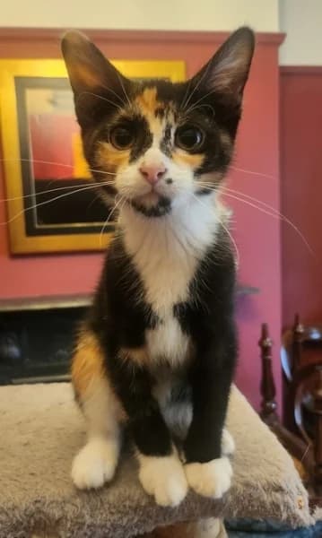 Lucky, female puppy Mixed Breed for adoption at Hounslow Animal Welfare Society