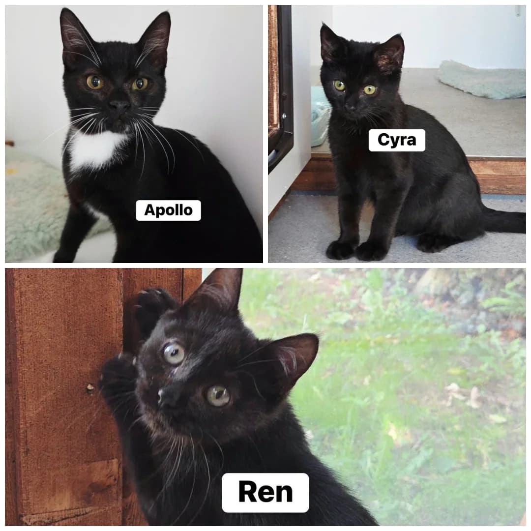 Apollo, Cyra & Ren, female puppy Mixed Breed for adoption at Hay Animal Rescue Team
