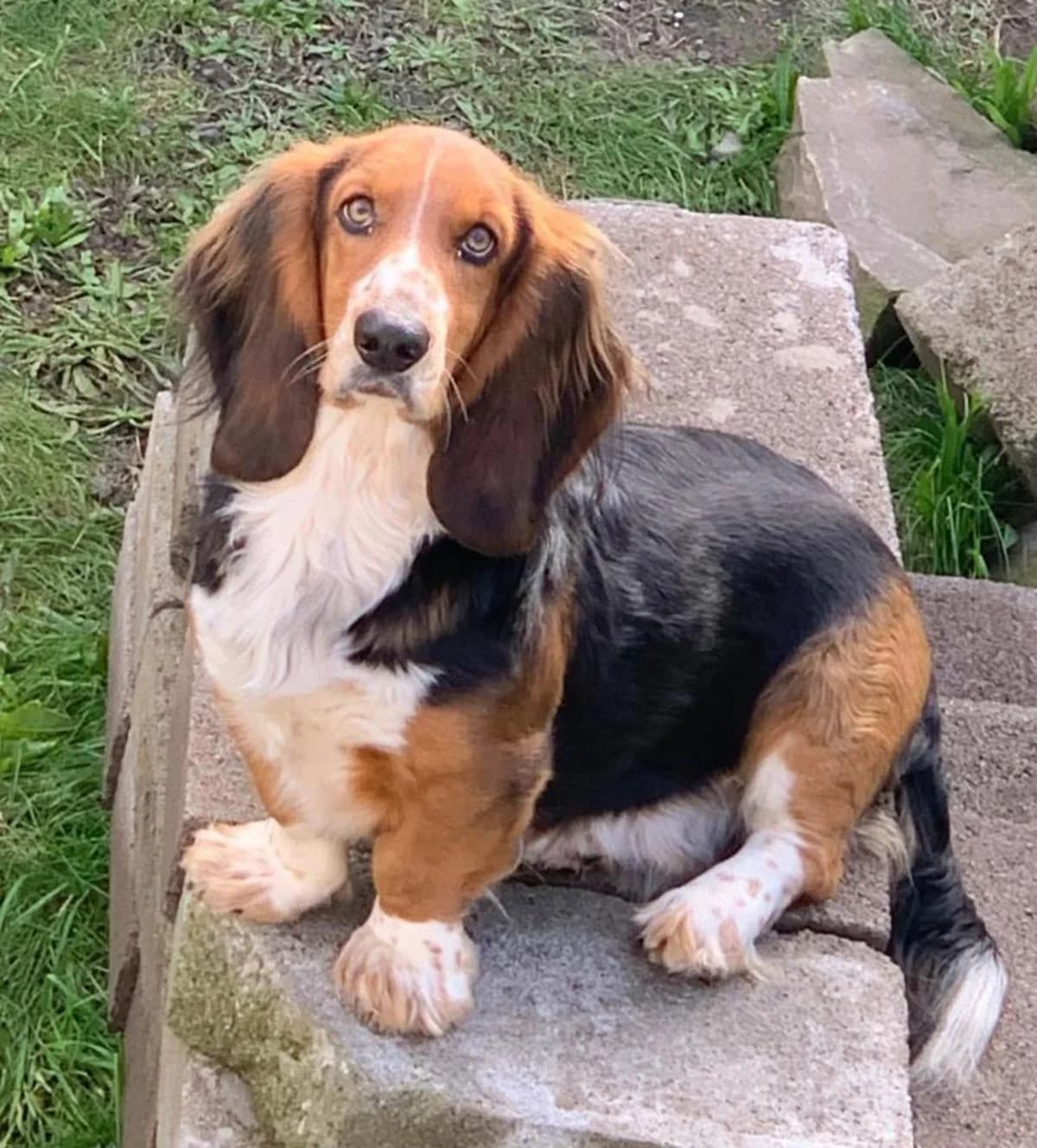 Benji, male Mixed Breed for adoption at Hay Animal Rescue Team