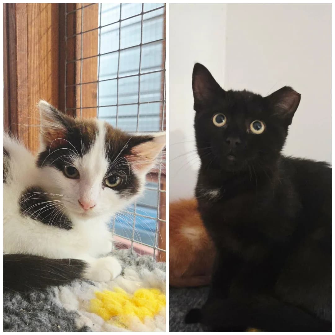 The Aristocats - Berlioz &, female puppy Mixed Breed for adoption at Hay Animal Rescue Team