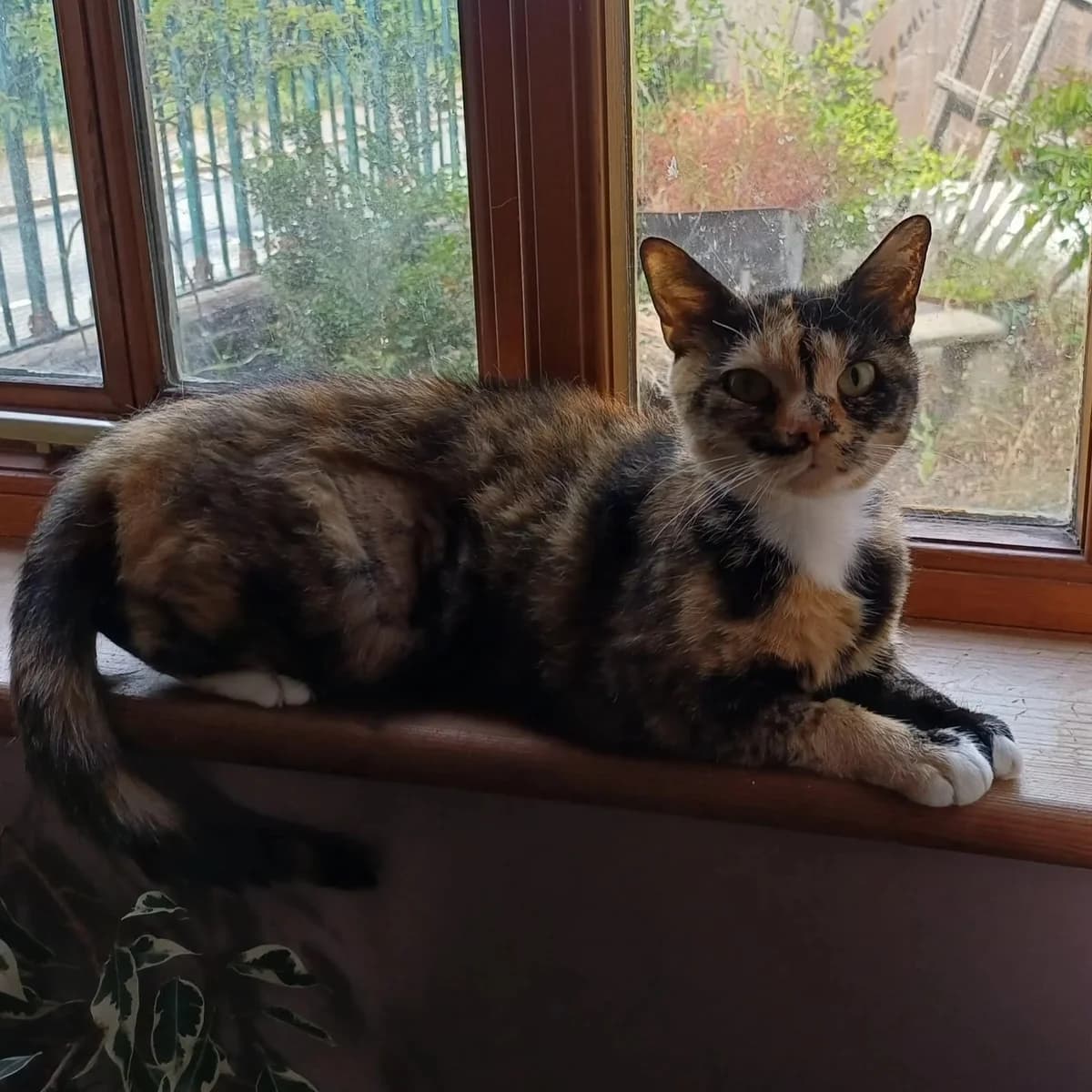 Dipsy, female Mixed Breed for adoption at Hay Animal Rescue Team