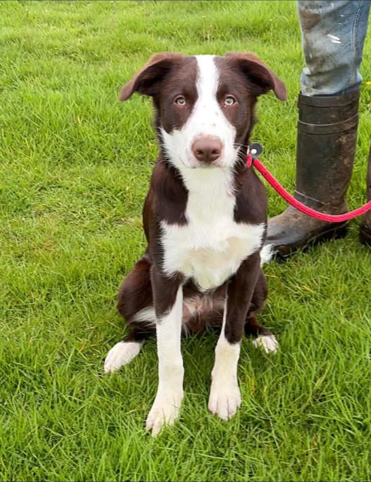 Frankie, male puppy Mixed Breed for adoption at Hay Animal Rescue Team