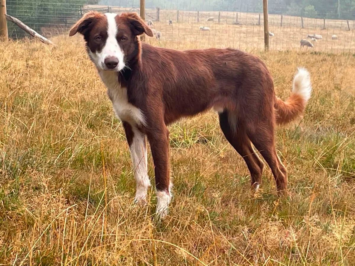 Frankie, male Mixed Breed for adoption at Hay Animal Rescue Team