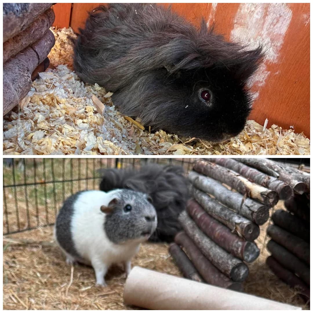 Jet & Nimbus, female puppy Mixed Breed for adoption at Hay Animal Rescue Team