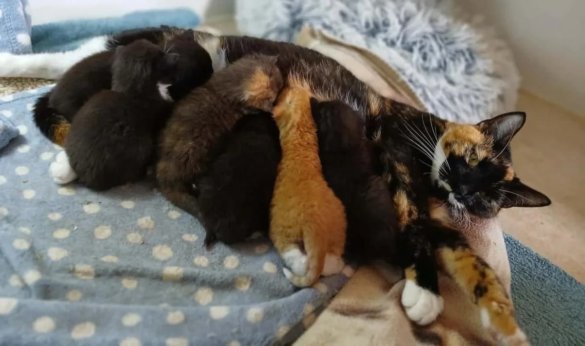 Cat kittens, puppy Mixed Breed for adoption at Hay Animal Rescue Team