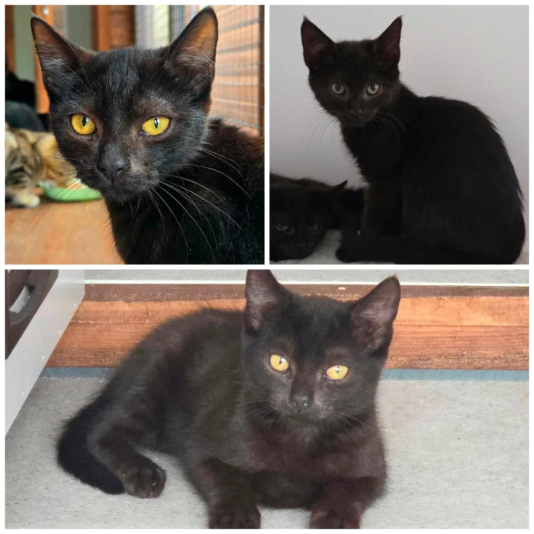 Luna, Cyra & Sol, female puppy Mixed Breed for adoption at Hay Animal Rescue Team