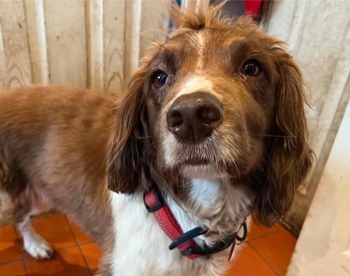 Max, male senior Mixed Breed for adoption at Hay Animal Rescue Team