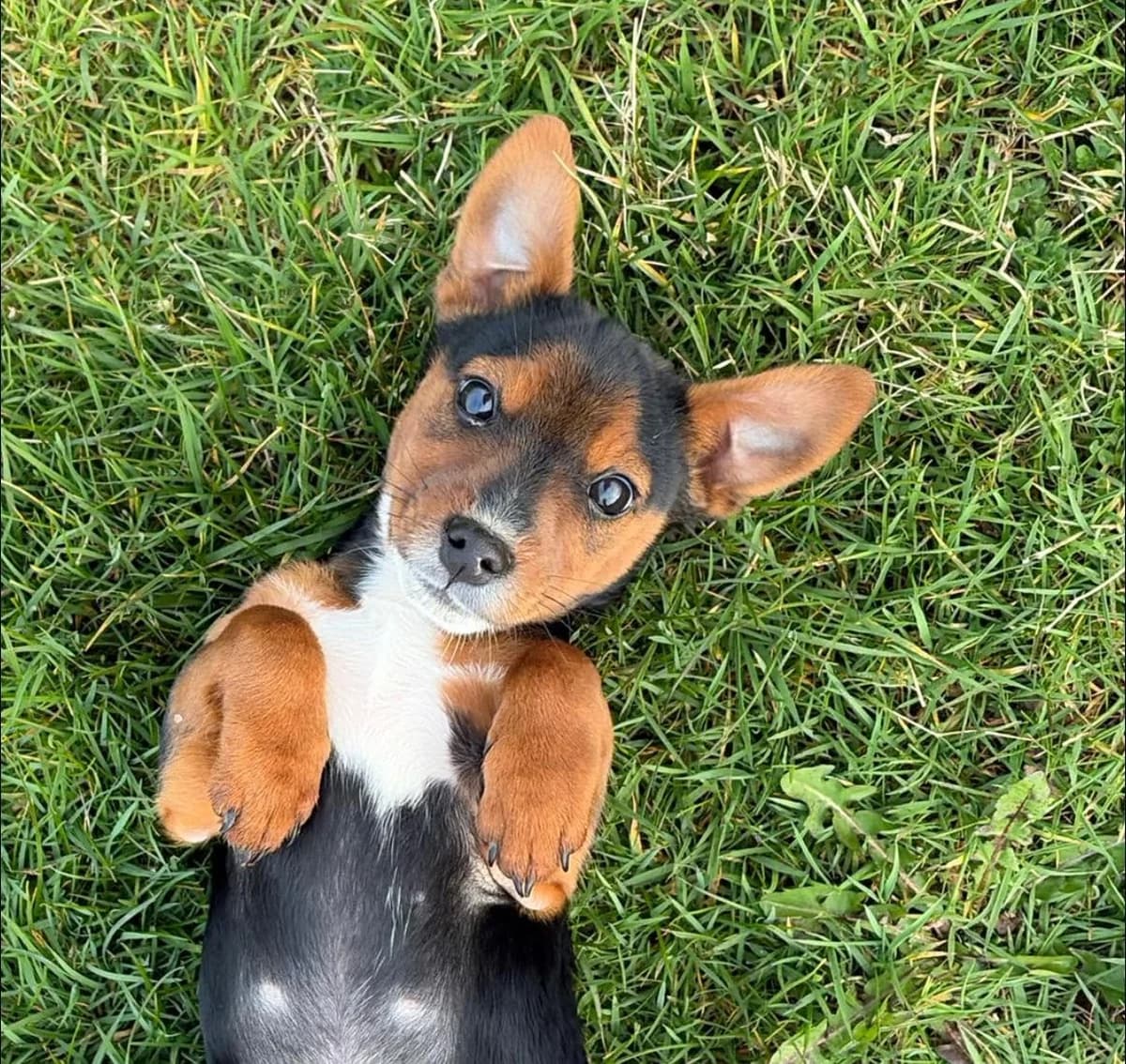 Midge, male Mixed Breed for adoption at Hay Animal Rescue Team