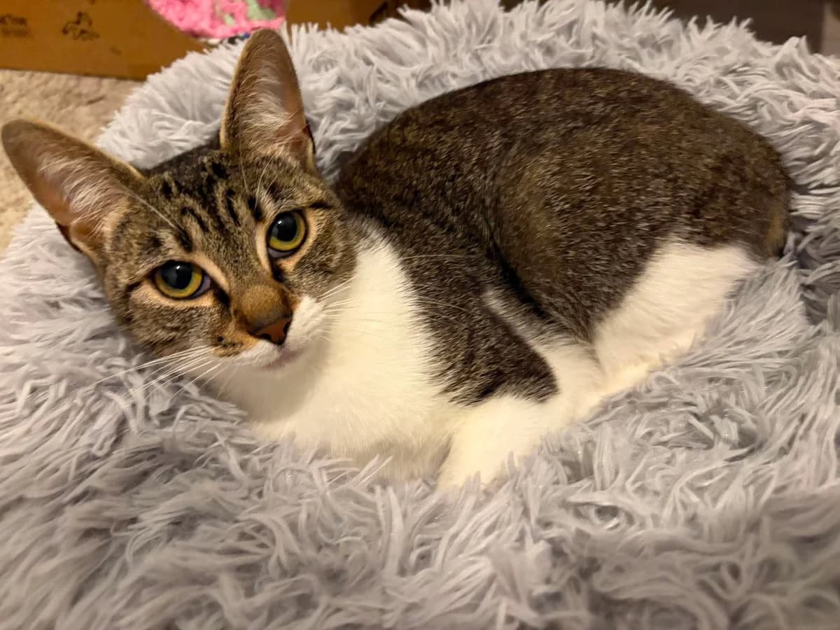 Nancy, female Mixed Breed for adoption at Hay Animal Rescue Team