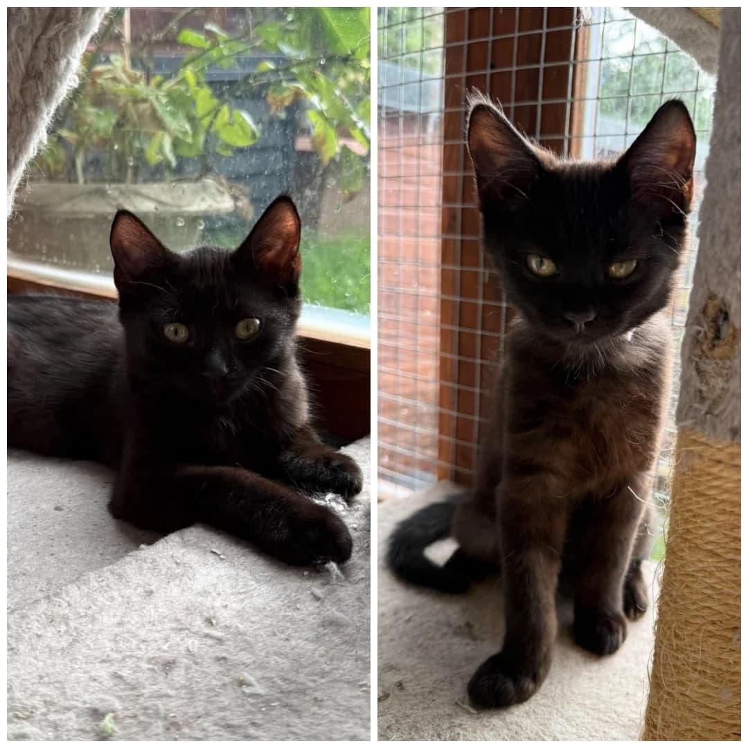 Raven &, puppy Mixed Breed for adoption at Hay Animal Rescue Team