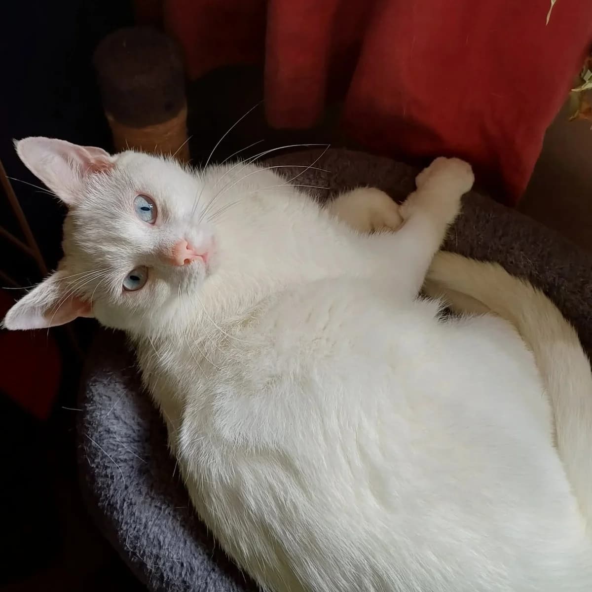 Splodge, male Mixed Breed for adoption at Hay Animal Rescue Team