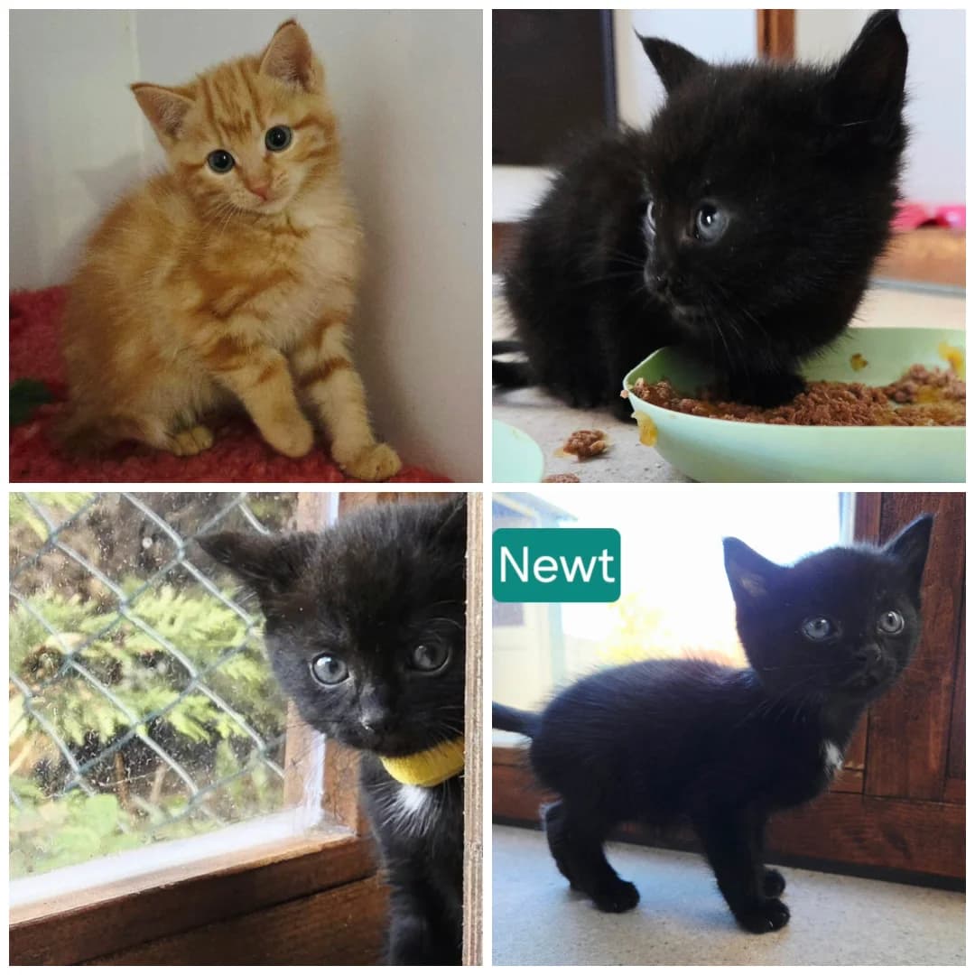 The Tiny Squad, female puppy Mixed Breed for adoption at Hay Animal Rescue Team