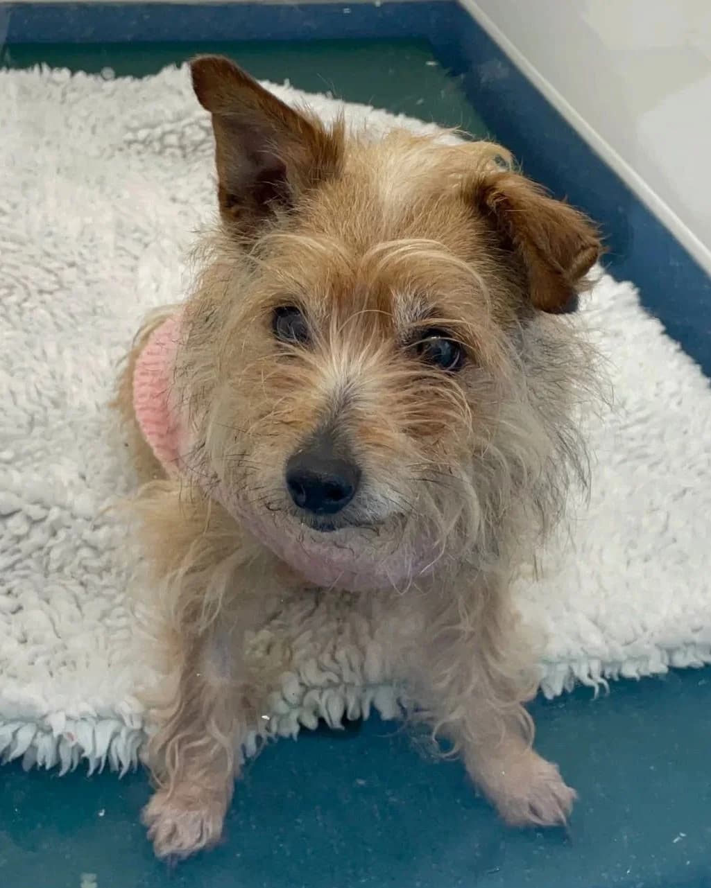 Vera, female senior Mixed Breed for adoption at Hay Animal Rescue Team