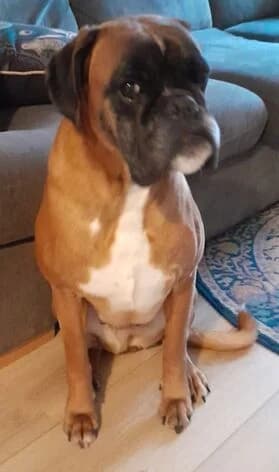 BELLA, female 5yo mixed breed for adoption at Home Counties Boxer Welfare