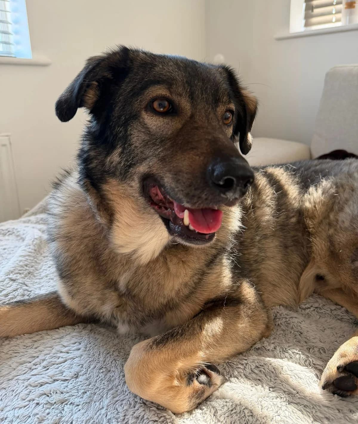 Sven, male 5yo mixed breed for adoption at Heathlands Animal Sanctuary