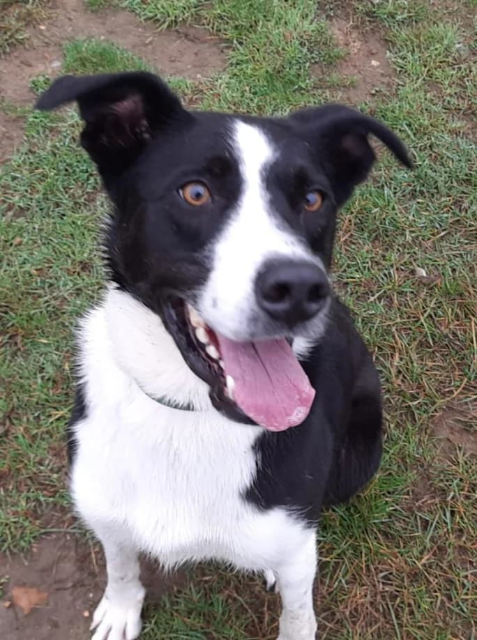 Penn, male Border Collie for adoption at Heathlands Animal Sanctuary