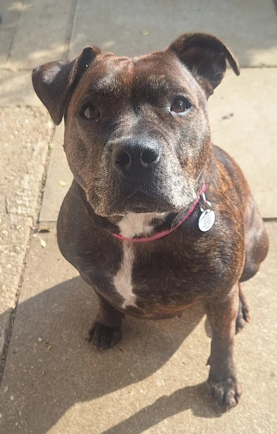 Skyla, female 5yo Staffordshire Bull Terrier for adoption at Heathlands Animal Sanctuary