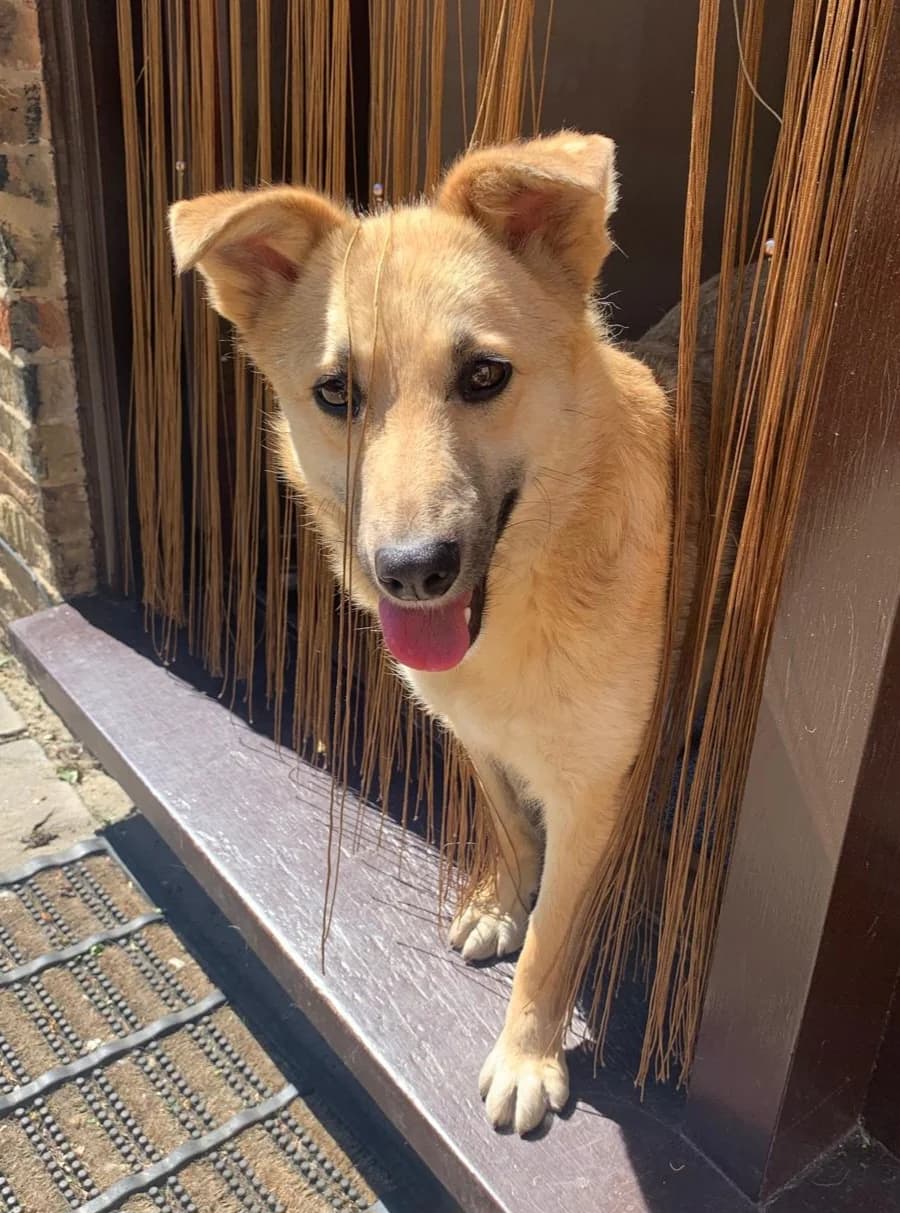 Fay, female young mixed breed for adoption at Heathlands Animal Sanctuary