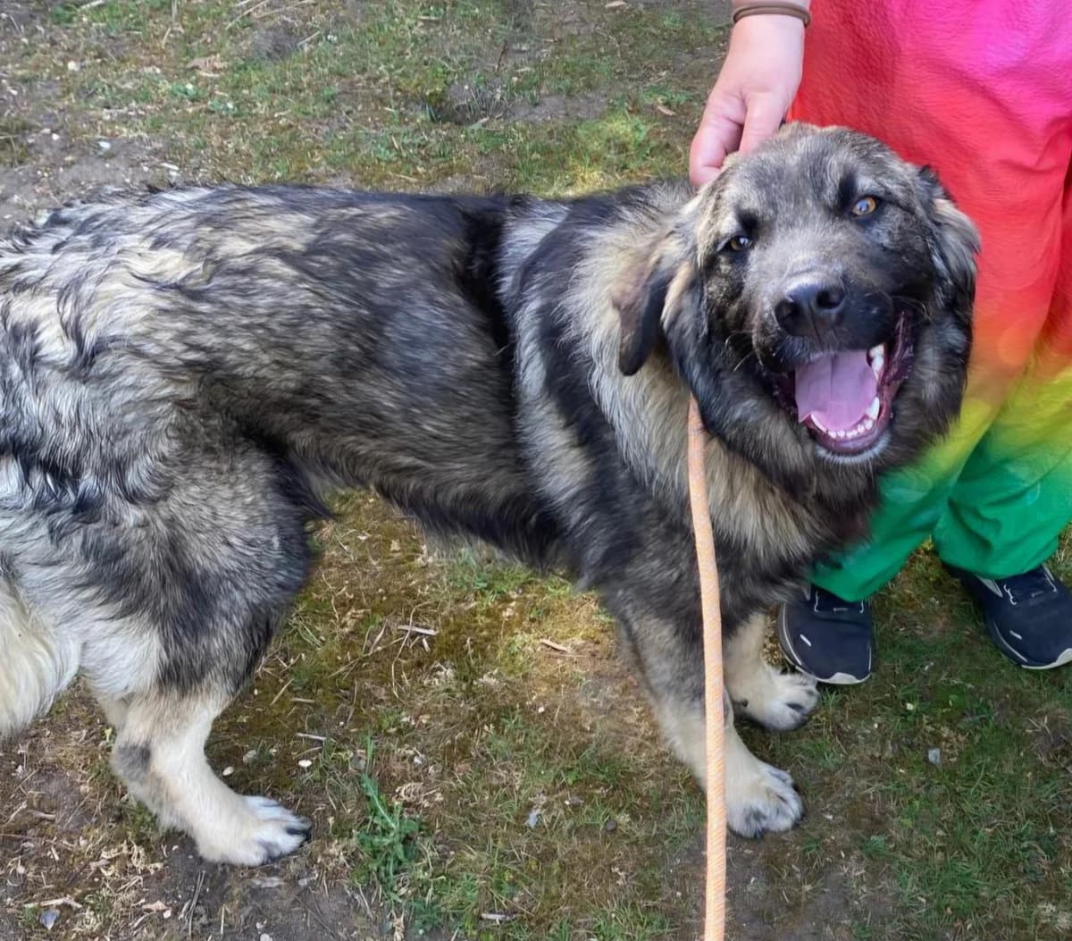 Pinto, male puppy mixed breed for adoption at Heathlands Animal Sanctuary