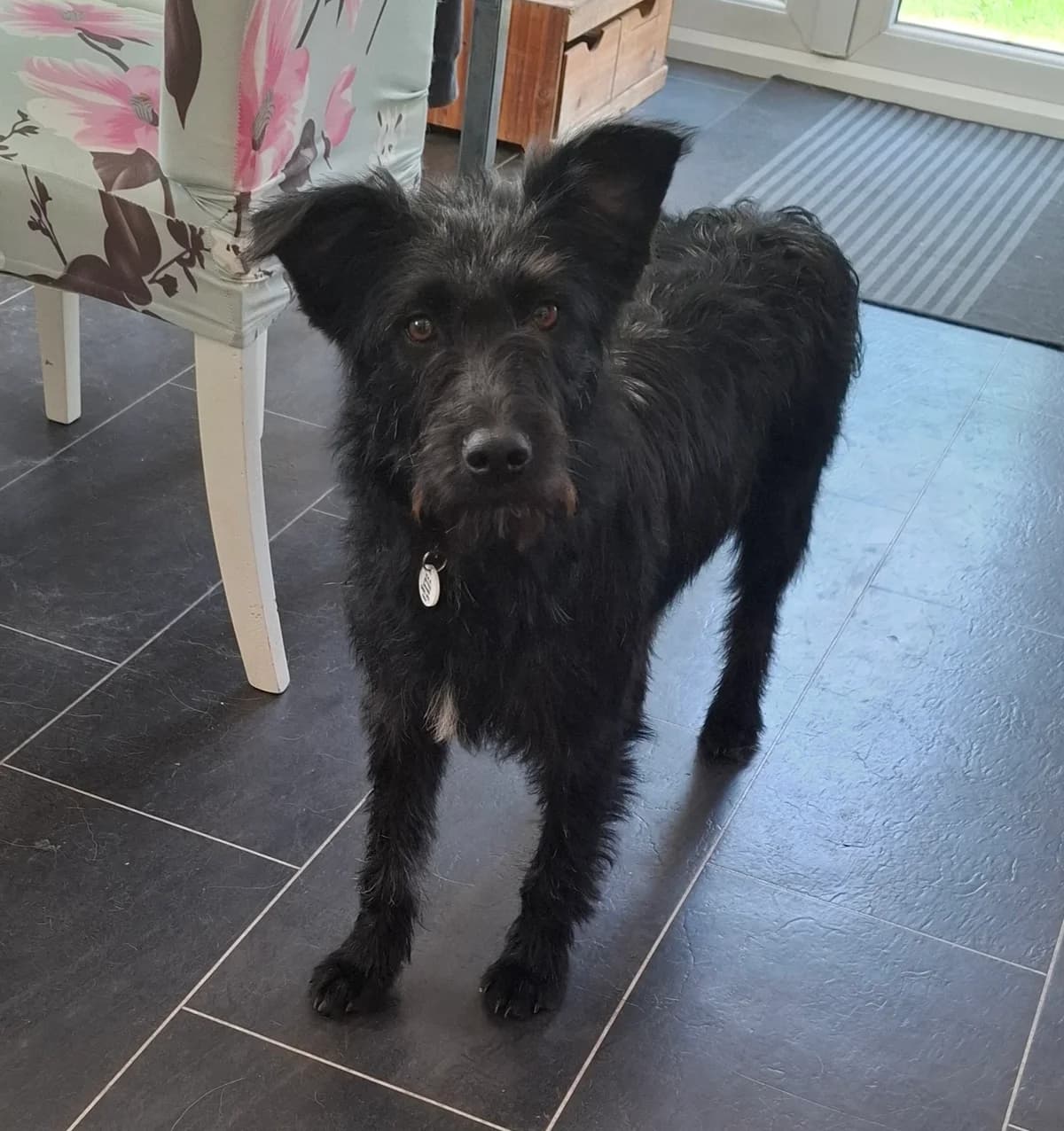 Mia, female puppy mixed breed for adoption at Heathlands Animal Sanctuary