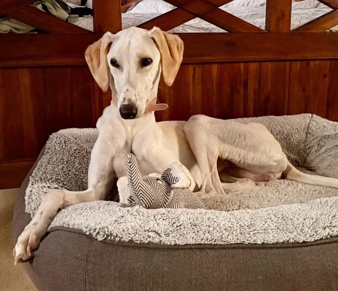 Sadie, female puppy Lurcher for adoption at Heathlands Animal Sanctuary