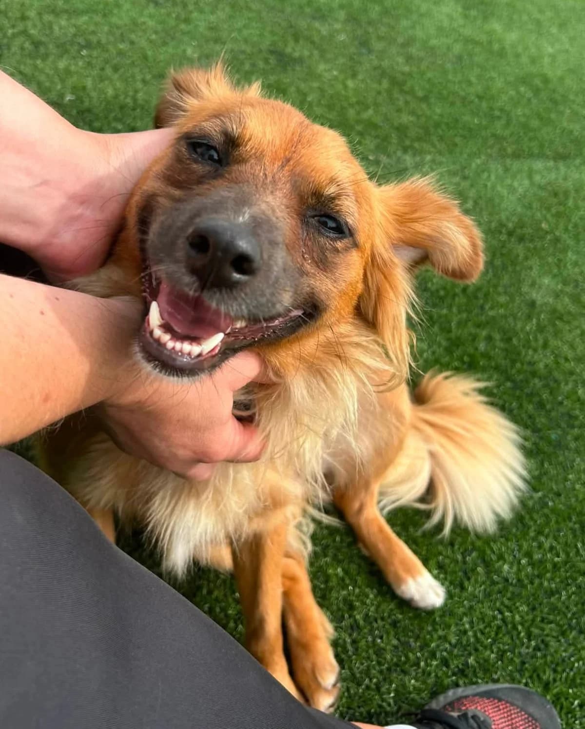 Demi, female young mixed breed for adoption at Heathlands Animal Sanctuary
