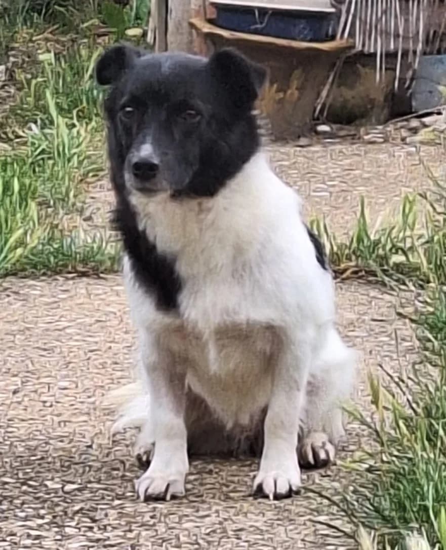 Domino, female 7yo mixed breed for adoption at Heathlands Animal Sanctuary