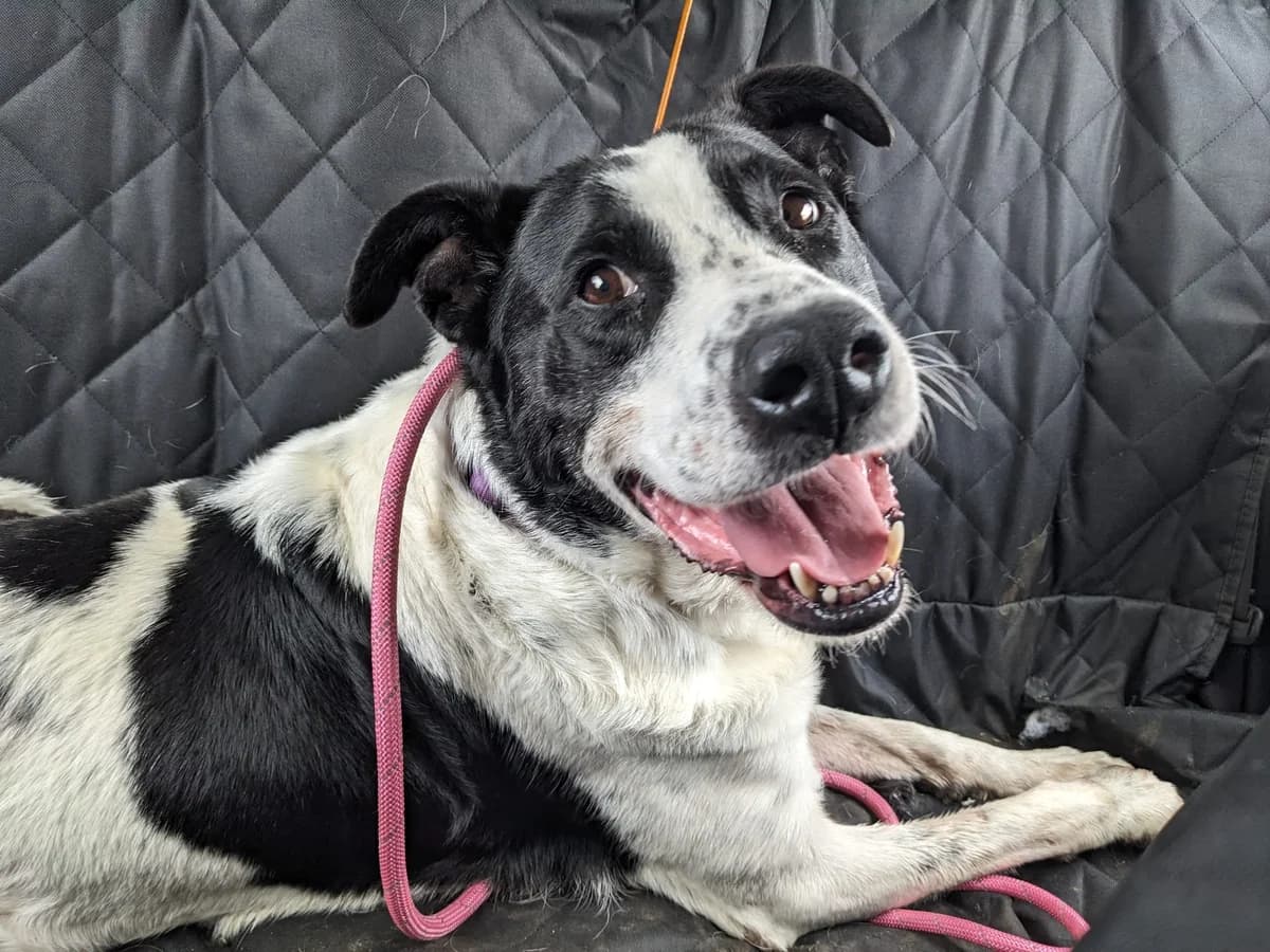 Bandit, male 5yo mixed breed for adoption at Heathlands Animal Sanctuary