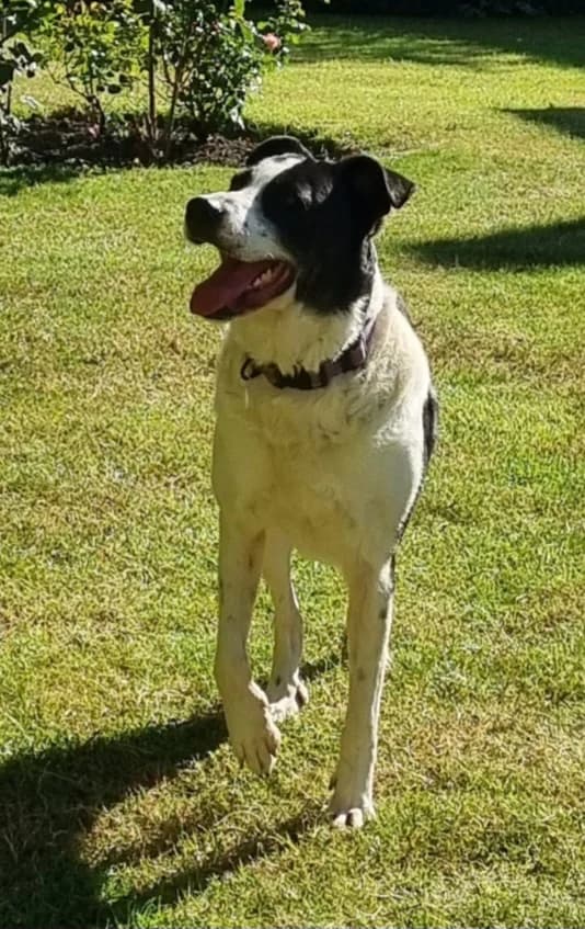 Bandit, male 5yo mixed breed for adoption at Heathlands Animal Sanctuary