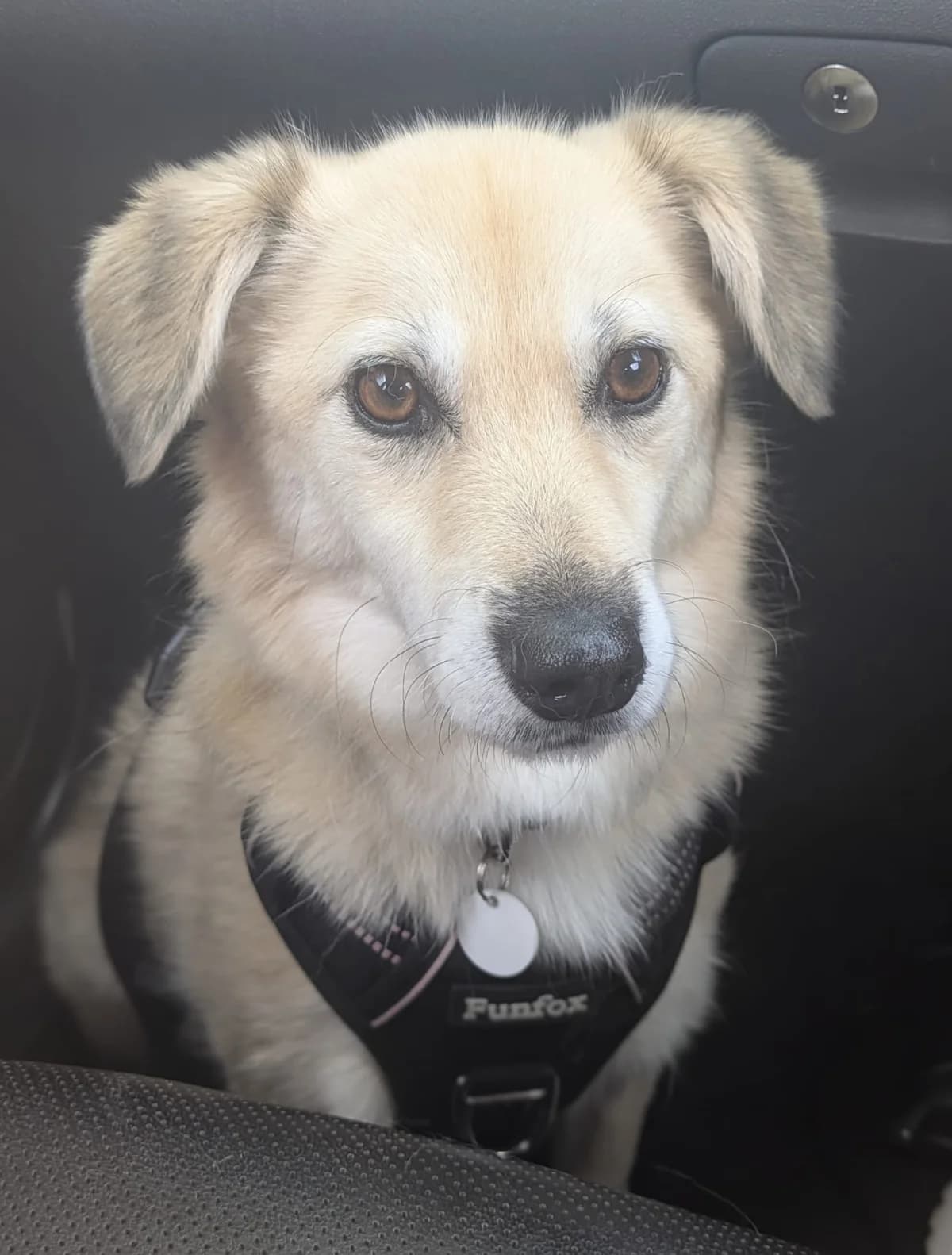 Wilf, male senior mixed breed for adoption at Heathlands Animal Sanctuary