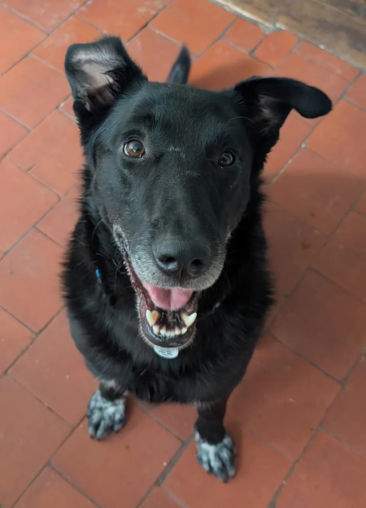 Banjo, male 3yo mixed breed for adoption at Heathlands Animal Sanctuary