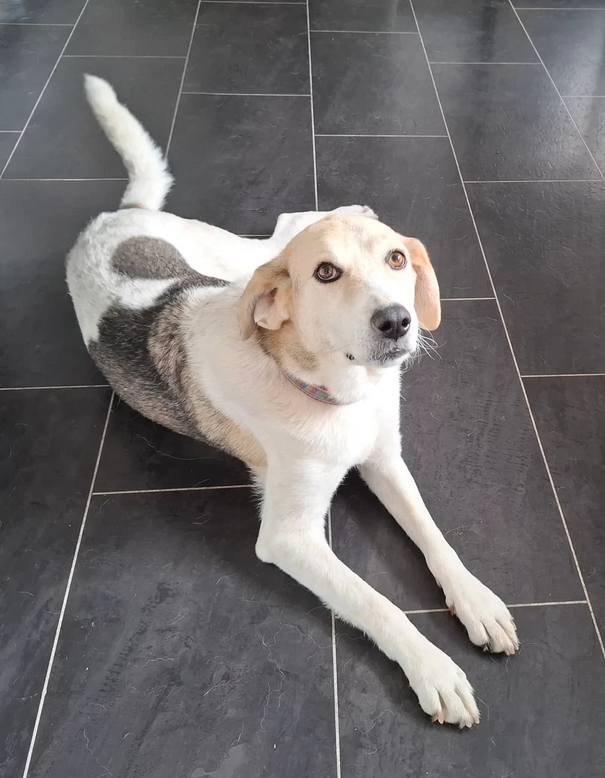 Piper, female 5yo mixed breed for adoption at Heathlands Animal Sanctuary