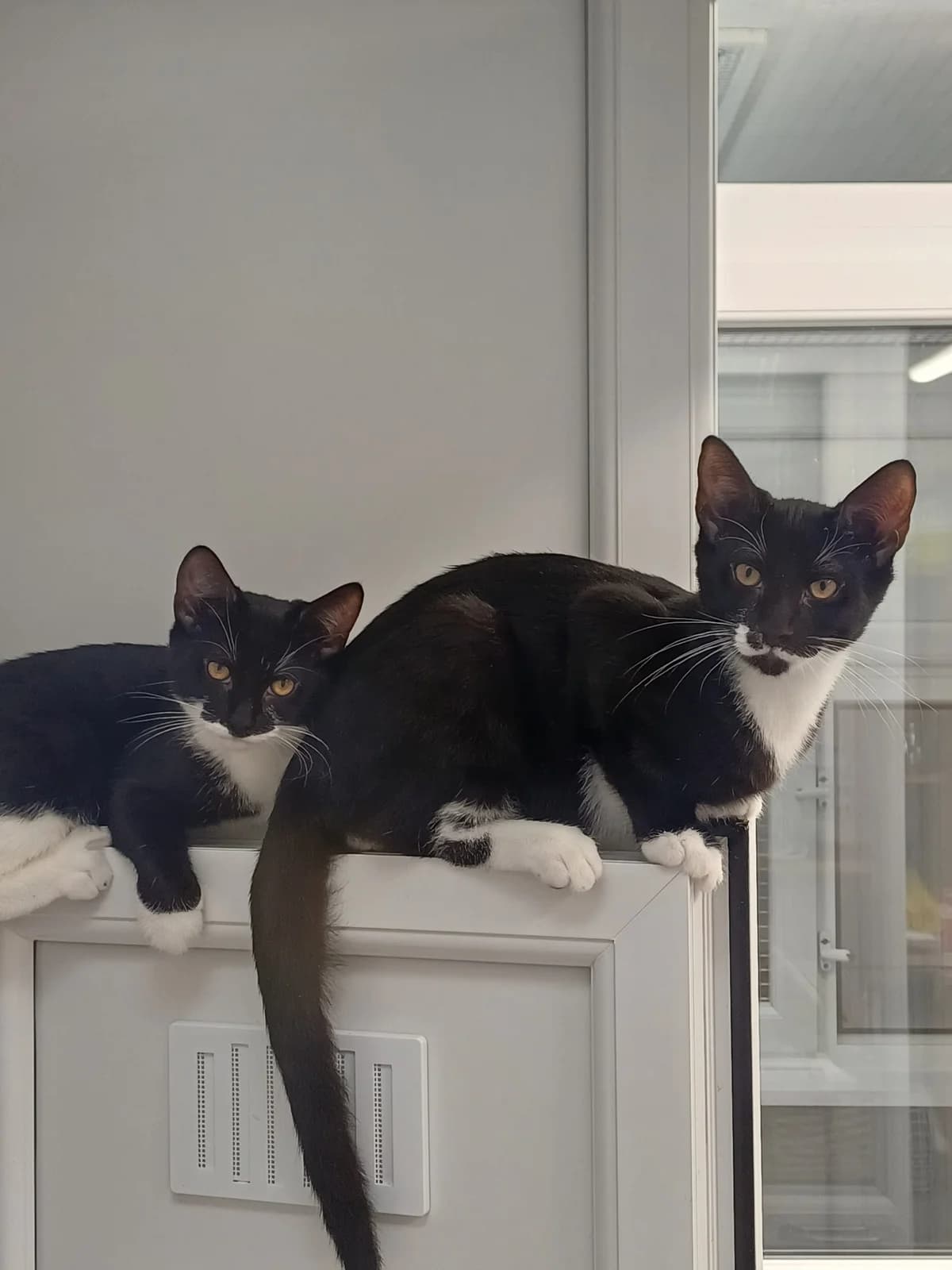 Chess, Scrabble and Ludo, female puppy Mixed Breed for adoption at Heatons Cat Sanctuary