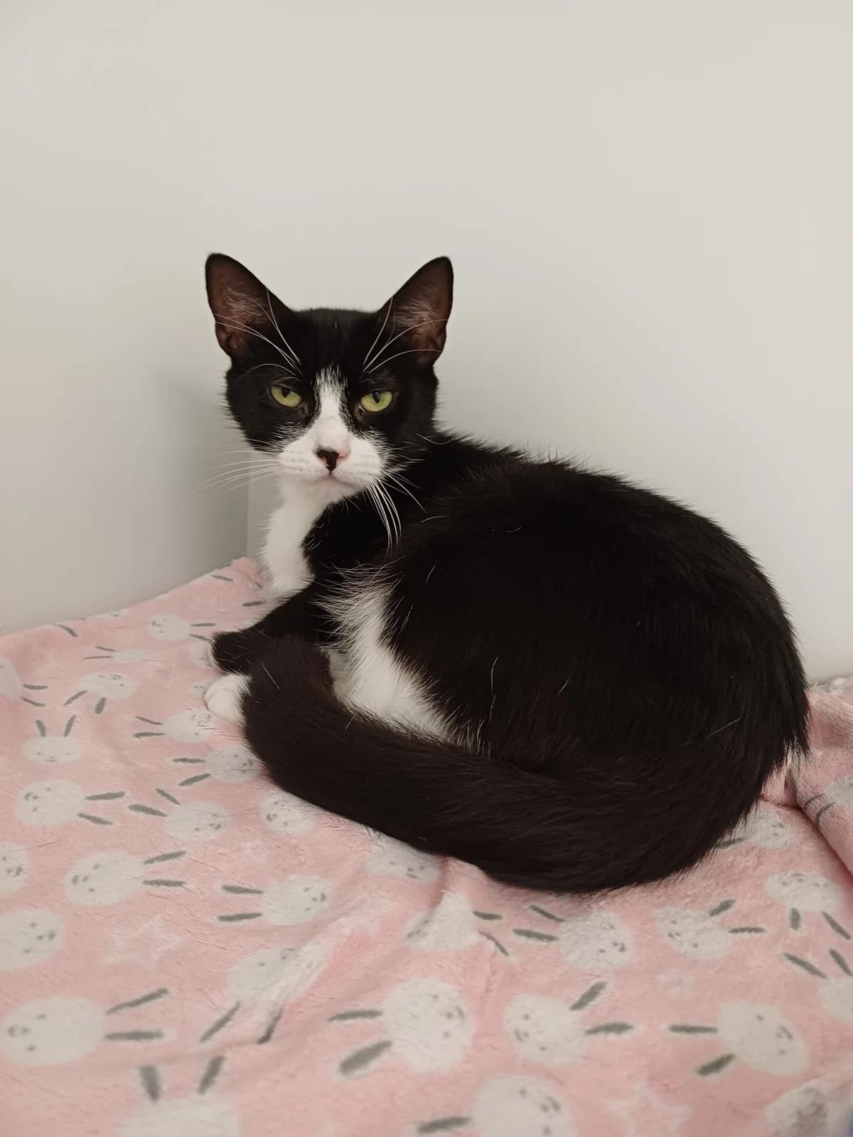 Domino, female young Mixed Breed for adoption at Heatons Cat Sanctuary