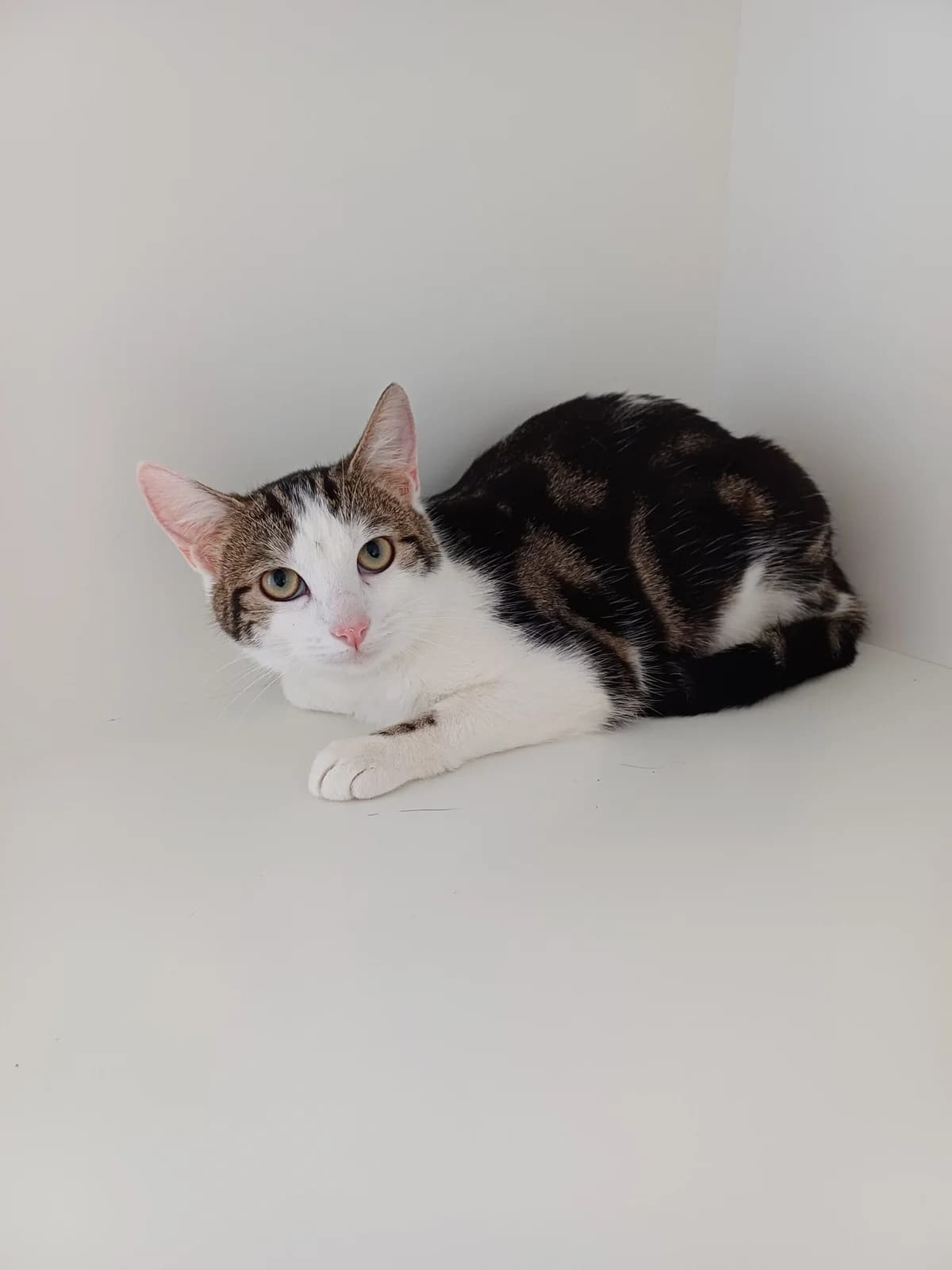 Georgia, female young Mixed Breed for adoption at Heatons Cat Sanctuary
