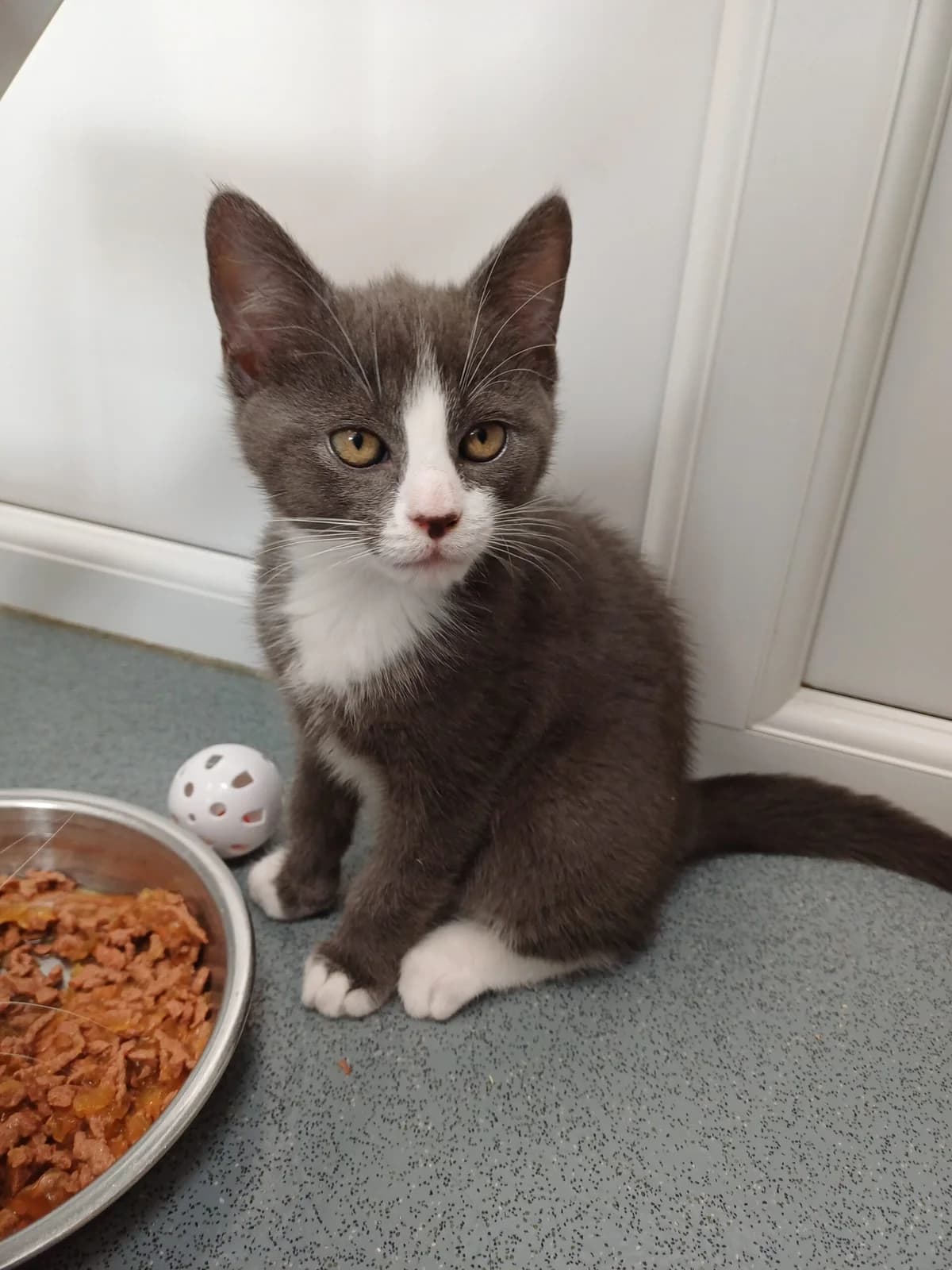Oberon, Cosmo, Titania, Silas and Cornelius, puppy Mixed Breed for adoption at Heatons Cat Sanctuary