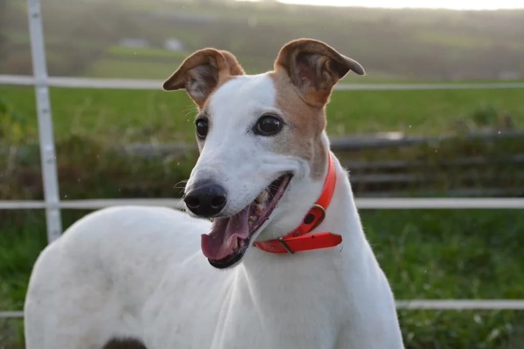 Tango, female senior Greyhound for adoption at Hector