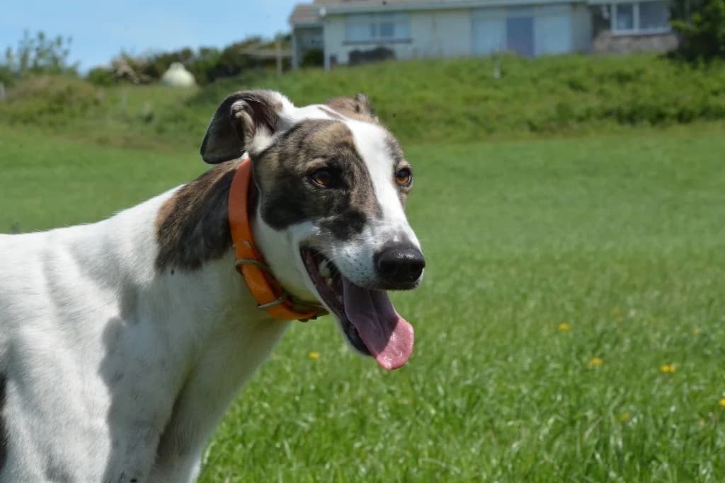Sumo, male young Greyhound for adoption at Hector