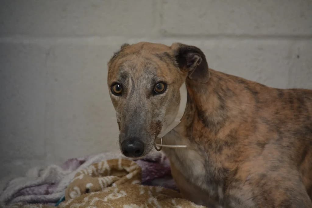 Tanaka, male young Greyhound for adoption at Hector