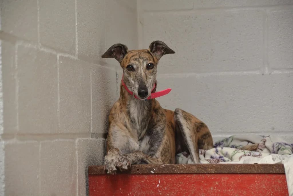 Suzie, female 6yo Greyhound for adoption at Hector