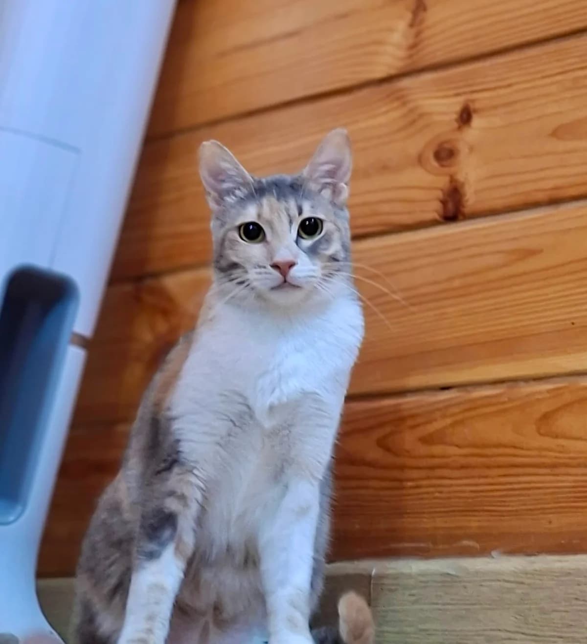 Alice, female puppy Mixed Breed for adoption at Help A Stray Cat