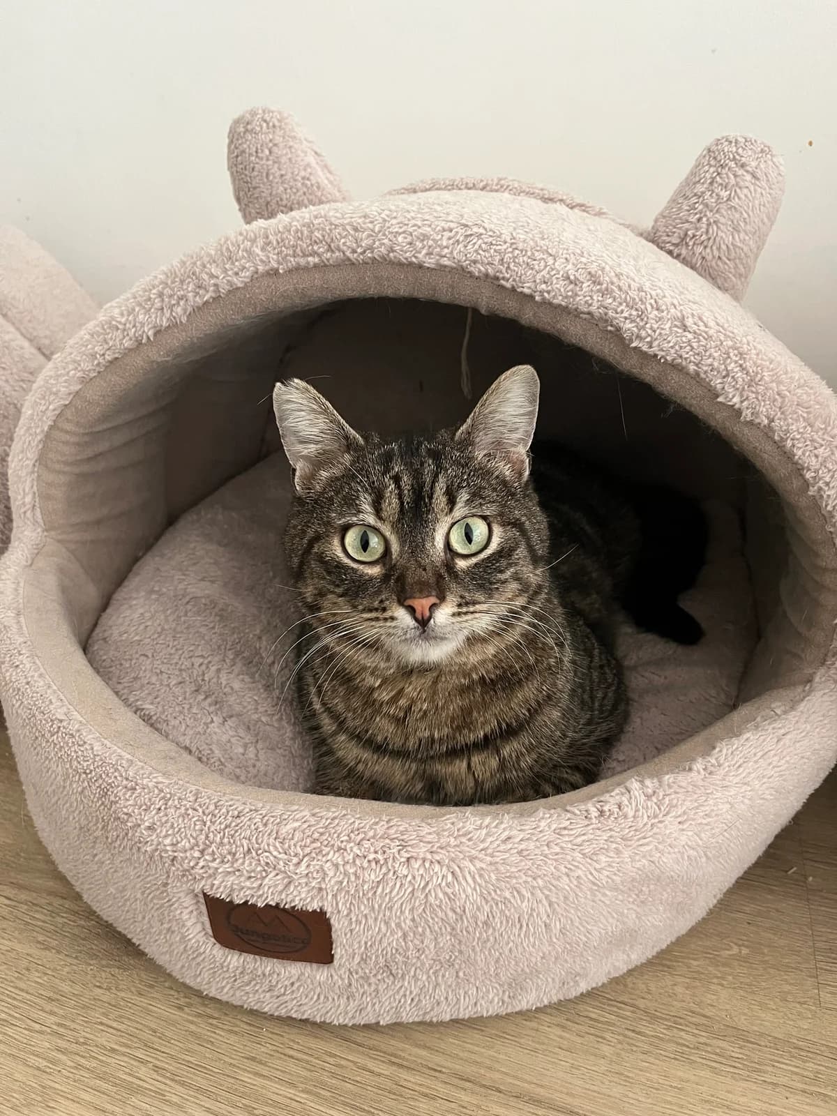 Jay, male 4yo Mixed Breed for adoption at Help A Stray Cat
