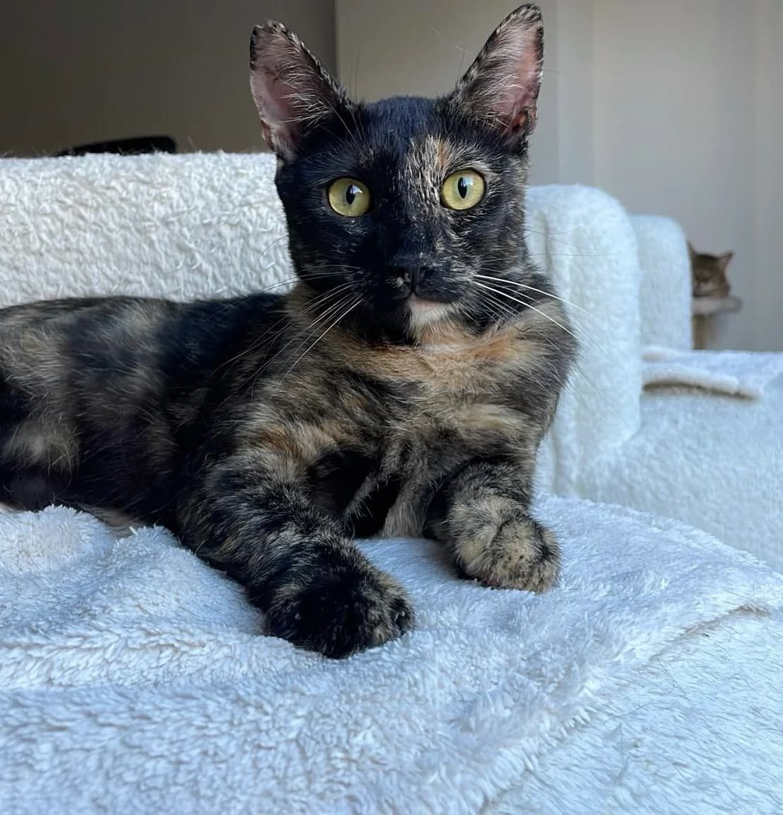 Autumn, female puppy Mixed Breed for adoption at Help A Stray Cat