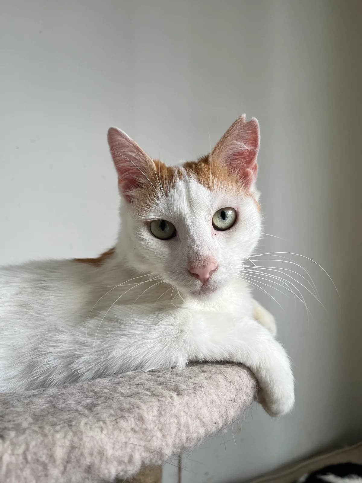 Holly, female 3yo Mixed Breed for adoption at Help A Stray Cat