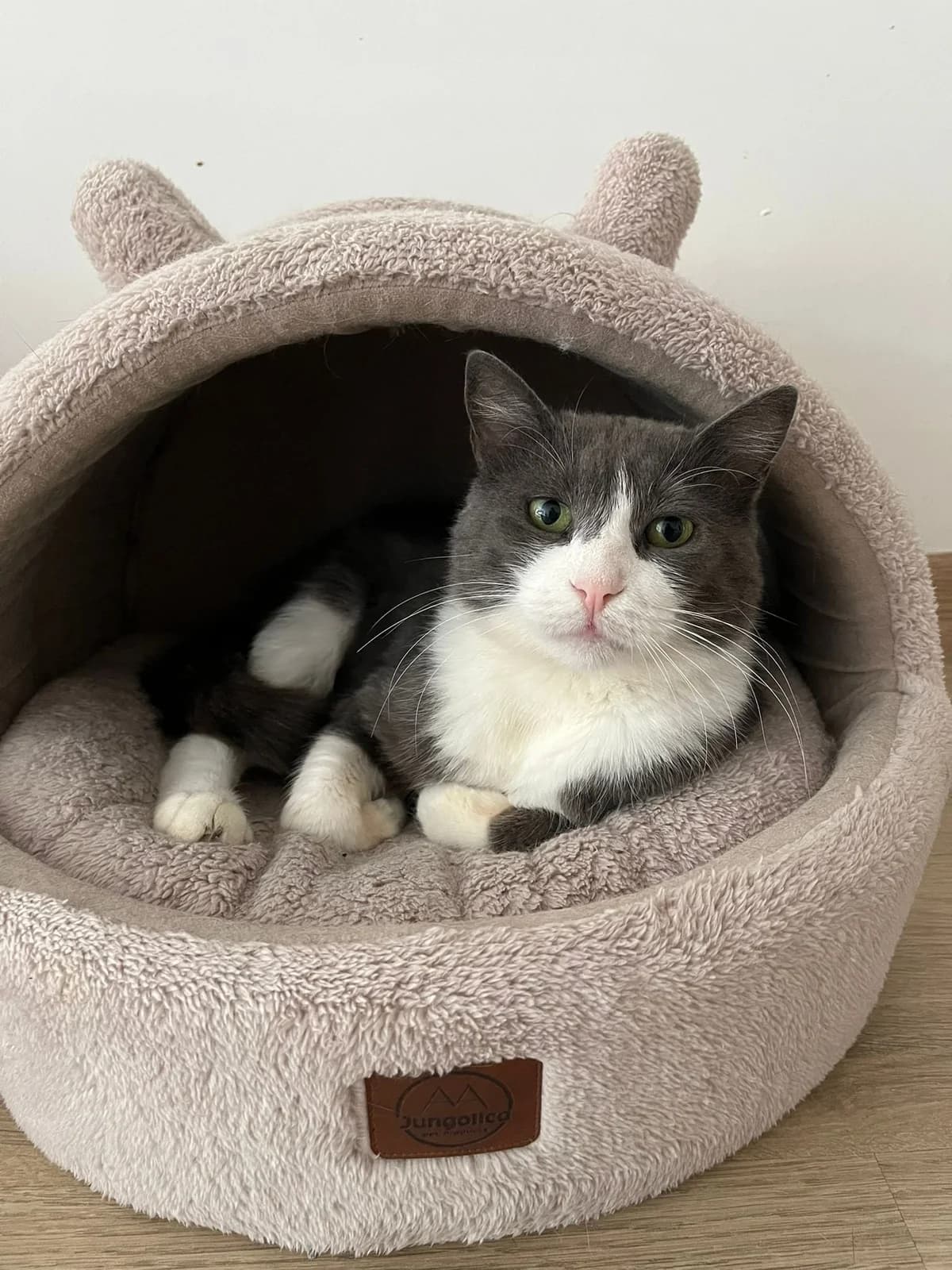 Joy, female 4yo Mixed Breed for adoption at Help A Stray Cat