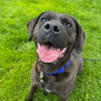 Bobby, Mixed Breed for adoption at Help4Dogs